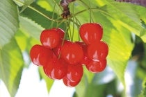 【浄水・梅坪・豊田発】*日帰り昼食付*『南信州さくらんぼ狩り』2